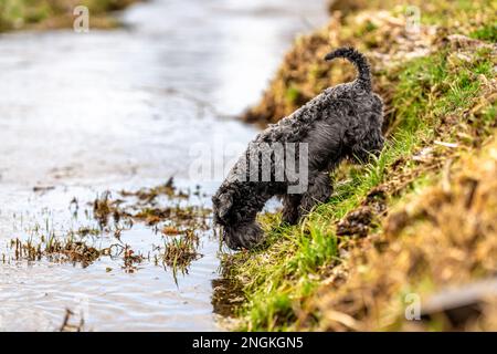 Kleiner schwarzer Schnauzer-Hund trinkt Wasser aus dem Fluss Stockfoto