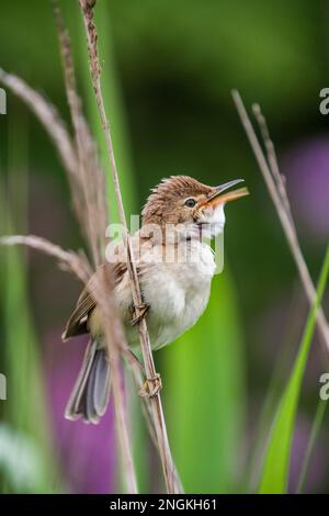 Reed Warbler; Acrocephalus scirpaceus; ON Reed; UK Stockfoto