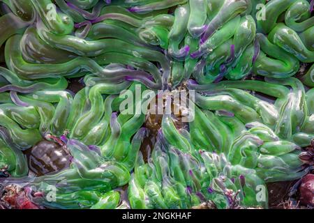 Snakelocks Anemone; Anemonia viridis; Rock Pool; Großbritannien Stockfoto