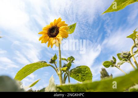 Sonnenblume auf dem Feld, die sich in der Sonne sonnt Stockfoto