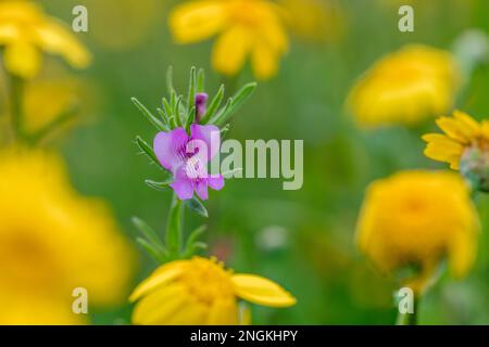 Weaselsnout; Misopates orontium; Blütezeit; Großbritannien Stockfoto