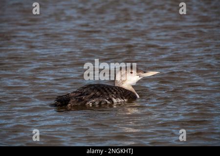 Weißschnabeltaucher; Gavia adamsii; hayle; cornwall Stockfoto