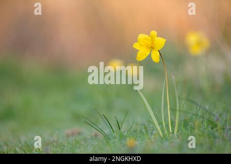 Wild Tulip; Tulipa sylvestris; Flower; UK Stockfoto