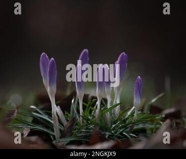 Krokusse (croci) im Morgentau. Stockfoto