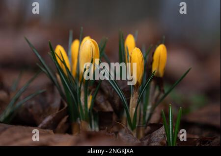 Krokusse (croci) im Morgentau. Stockfoto