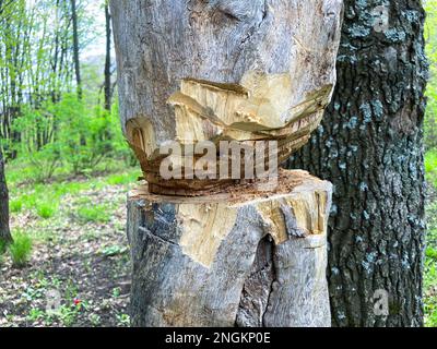 Nahaufnahme des Stumpfs eines kürzlich geschnittenen Baumes auf leicht verschwommenem grünen Grashintergrund. Holzstruktur mit Jahresringen, Rissen, Sägerissen, kleinem Gras Stockfoto