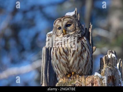 Die Kurzfassung der Eulen Strix varia mit Reflexionen in den Augen im Winter in Kanada Stockfoto