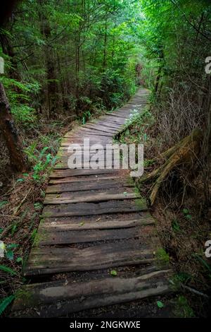 Der Weg zum Shi Beach im Olympic-Nationalpark führt durch die Makah Tribal Lands im Bundesstaat Washington, USA Stockfoto