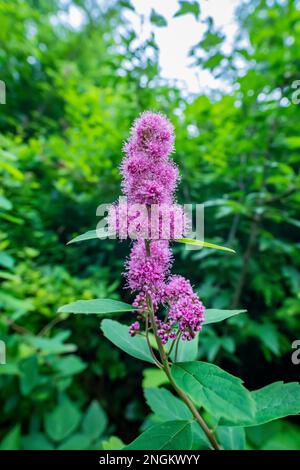 Douglas's Spiraea, Spiraea douglasii, führt zum Shi Shi Beach im Olympic National Park, Washington State, USA Stockfoto