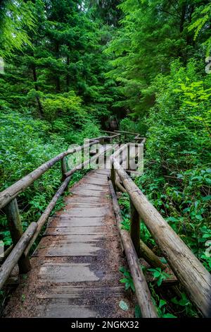 Der Weg zum Shi Beach im Olympic-Nationalpark führt durch die Makah Tribal Lands im Bundesstaat Washington, USA Stockfoto