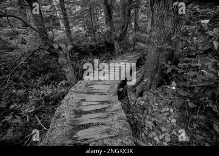 Der Weg zum Shi Beach im Olympic-Nationalpark führt durch die Makah Tribal Lands im Bundesstaat Washington, USA Stockfoto