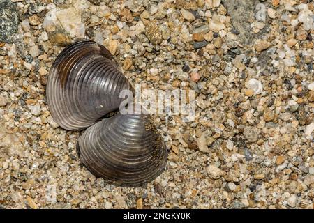 Asiatische Clam - Corbicula fluminea Stockfoto