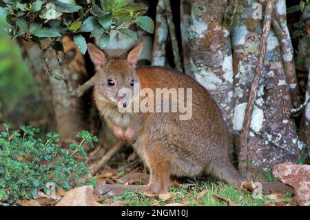 Der rothals Pademelon versteckt sich unter einem kleinen Baum. Stockfoto