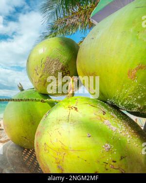 Zum Trinken von gesundem Kokosnusswasser. Im Schatten an einem faulen tropischen Strand auf den Philppines Inseln, mit weißem, feinem Sand, klarem blauem Meer, Palmen, Kreis Stockfoto