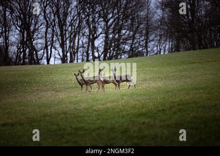 Hirsche auf einem grünen Feld mit einem Wald im Hintergrund in Deutschland, Europa Stockfoto