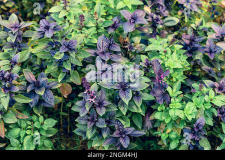 Lila und grüne Basilikumplantage. Frisches Bio-Basilikum und -Grün wachsen im Garten. Blick von oben auf viele frische grüne und lila Basilikumblätter. Stockfoto