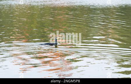 Pankouri-Vogel oder Phalacrocorax, ein Fisch fressender Vogel in der Kormoranfamilie, der in einem Teich schwimmt. Stockfoto