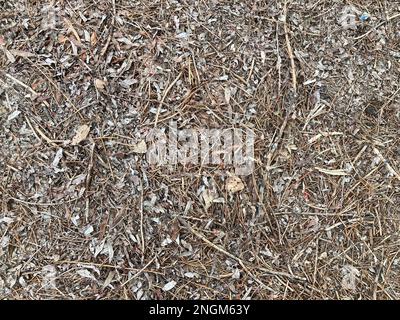 Viele gefallene Blätter, Herbstpark, Teppich aus trockenen gefallenen Blättern auf dem Boden im Wald. Konsistenz von gefallenen Blättern und Zweigen. Waldmüll Stockfoto