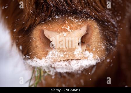 Nahaufnahme von Nase und Mund eines braunen majestätischen Hochlandrindes mit Schnee in Deutschland in einem kalten Winter bei Schneesturm Stockfoto