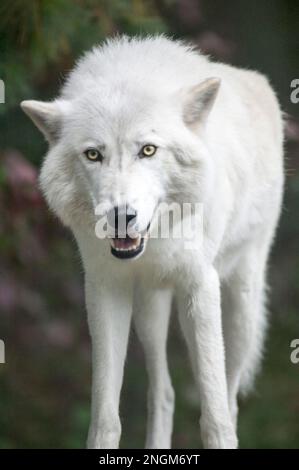 Im International Wolf Center in Ely, Minnesota, starrt ein arktischer Wolf. Stockfoto