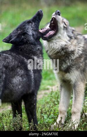 Graue Wölfe der Unterart Great Plains bellen und spielen im International Wolf Center in Ely, Minnesota. Stockfoto