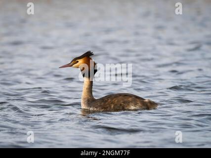 Ein eleganter Great Crested Grebe (Podiceps cristatus) an einem See in Fleetwood, Blackpool, Lancashire, Großbritannien Stockfoto