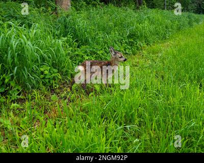 Rotwild (Capreolus capreolus) im Gras vor einem Wald in Bayern Stockfoto