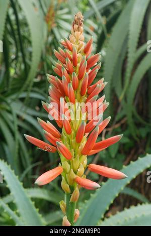 Eine Candelabra Aloe, die im San Francisco Botanical Garden wächst, hat eine leuchtend feurige rote Blüte, Januar 2023 Stockfoto