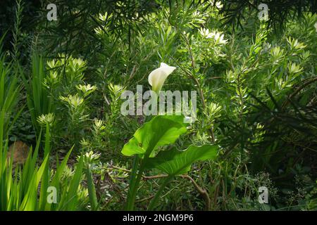 Eine Calla Lily, die neben einem Naturpfad wächst, blüht im Frühling im San Francisco Botanical Garden, Januar 2023 Stockfoto