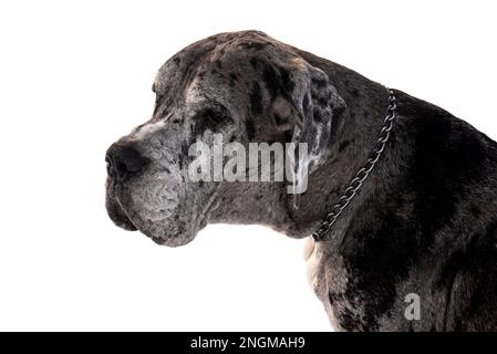 Porträt von Great Dane Harlequin auf weißem Hintergrund. Hund Stockfoto