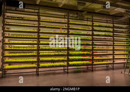 Vertikaler Bauernhof, in dem Pflanzen abends im Innenbereich angebaut werden. Stockfoto