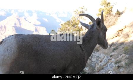 Grand Canyon Tierwelt auf der Bright Angel Trail Stockfoto