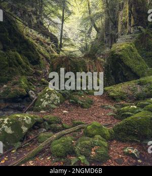 Biescona-Buchenwald in Asturien, Spanien Stockfoto