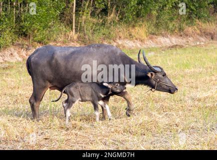 Ein Wasserbüffel mit einem Kalb grast bei Sonnenuntergang auf einer Wiese Stockfoto