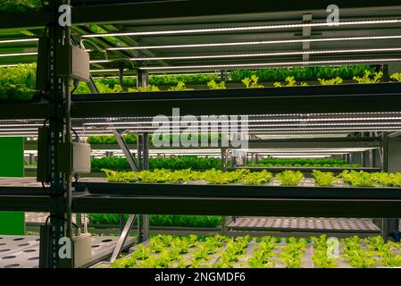 Regale für vertikale Bauernhöfe, in denen frische grüne Pflanzen im Innenbereich angebaut werden. Die automatische Kultivierung frischer Mikrogrüner. Stockfoto