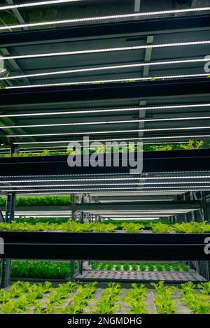 Regale für vertikale landwirtschaftliche Grünpflanzen im Innenbereich. Frische Mikrogreens automatische Innenkultur in der Stadt. Stockfoto