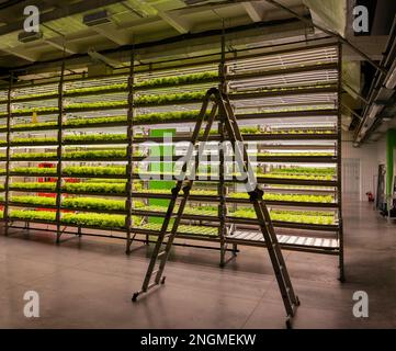 Regale für vertikale landwirtschaftliche Grünpflanzen im Innenbereich mit Treppen. Frische Mikrogrün-Automatik in der Stadt. Stockfoto