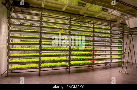 Regale für vertikale landwirtschaftliche Grünpflanzen im Innenbereich mit Treppen. Frische Mikrogreens, automatische Kultivierung in Innenräumen. Stockfoto