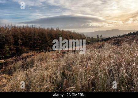 Britisches Wetter - Gräser, die am Ende von Storm Otto am Rande des Burley Moor doppelt im Wind gebogen sind, mit Blick auf den Flughafen Leeds Bradford in der Nähe von Ilkley, West Yorkshire, England, Großbritannien. Kredit: Rebecca Cole/Alamy Live News Stockfoto