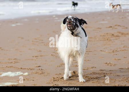 Bild eines Mischhundes mit einem Maulkorb, der am Strand heult Stockfoto