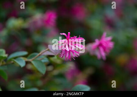 Blumenstrauch namens Loropetalum chinense in einem Garten aus der Nähe, selektiver Fokus Stockfoto