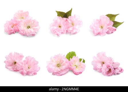 Mit wunderschönen Sakura-Blumen auf weißem Hintergrund Stockfoto