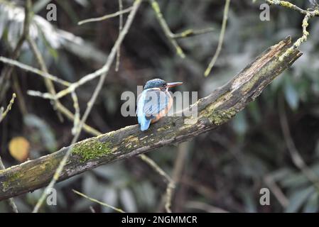 Rückansicht des weiblichen Common Kingfisher (Alcedo atthis) mit Kopf rechts vom Bild, hoch oben auf einem Mossy Tree Ast vor einem grünen Hintergrund Stockfoto