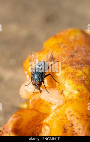 Makroaufnahme einer Hausfliege (Musca domestica). Fütterung von verrottenden Birnen auf dem Boden im hellen Herbstsonnenlicht. Stockfoto