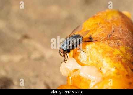 Makroaufnahme einer Hausfliege (Musca domestica). Fütterung von verrottenden Birnen auf dem Boden im hellen Herbstsonnenlicht. Stockfoto