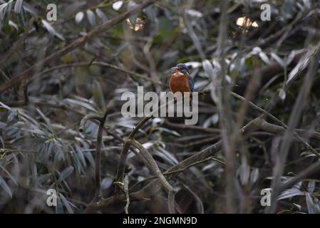 Eine Calling Female Common Kingfisher (Alcedo atthis), hoch oben auf dem gewölbten Zweig, Körper mit geneigtem Kopf nach links vom Bild, mit geöffnetem Schnabel Stockfoto