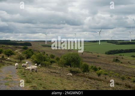 Landschaften mit Windturbinen in der Ferne auf dem Ackerland mit Schafen, die im Vordergrund auf Heiden weiden Stockfoto