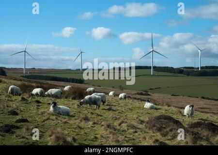 Landschaft mit Schafen auf Heiden im Vordergrund, entferntes Ackerland und Windturbinen im Frühjahr nahe am Horizont Stockfoto