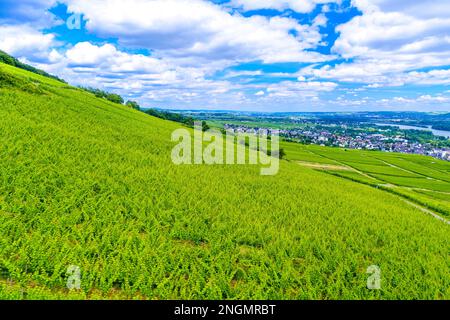 Weinberg in Ruedesheim am Rhein, Rudesheim, Rheingau-Taunus-Kreis, Darmstadt, Hessen Deutschland. Stockfoto