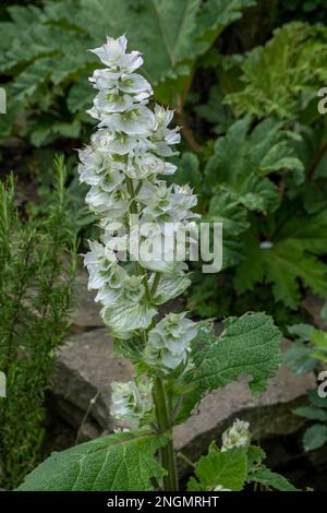 Clary (Salvia sclarea) Stockfoto